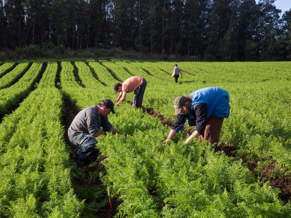 Agricultura regenerativa se perfila como el nuevo enfoque de sostenibilidad global