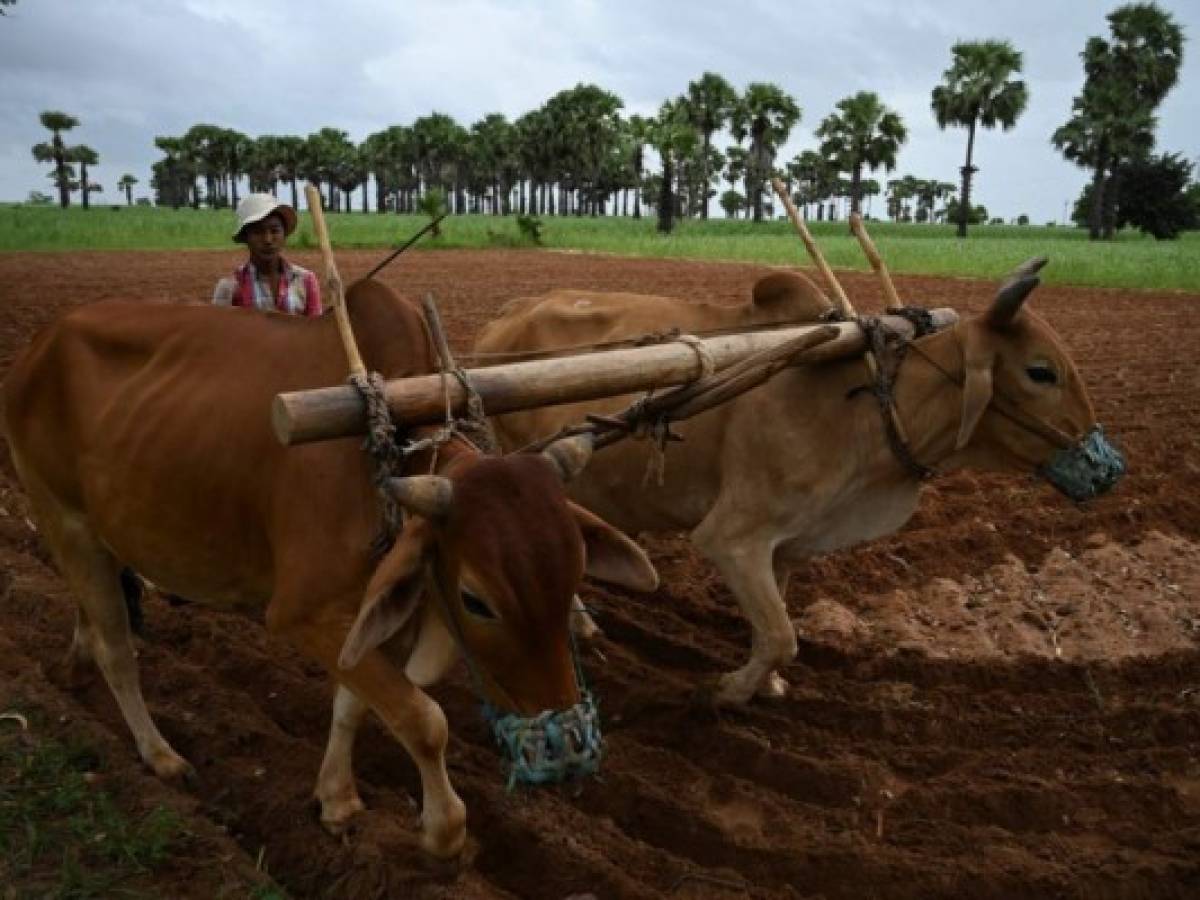 La agricultura utiliza casi el 40% de las tierras del planeta