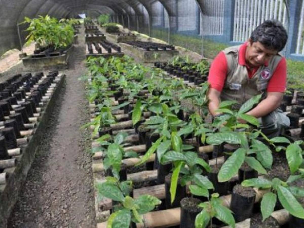 Precio del cacao en su nivel más alto en tres años