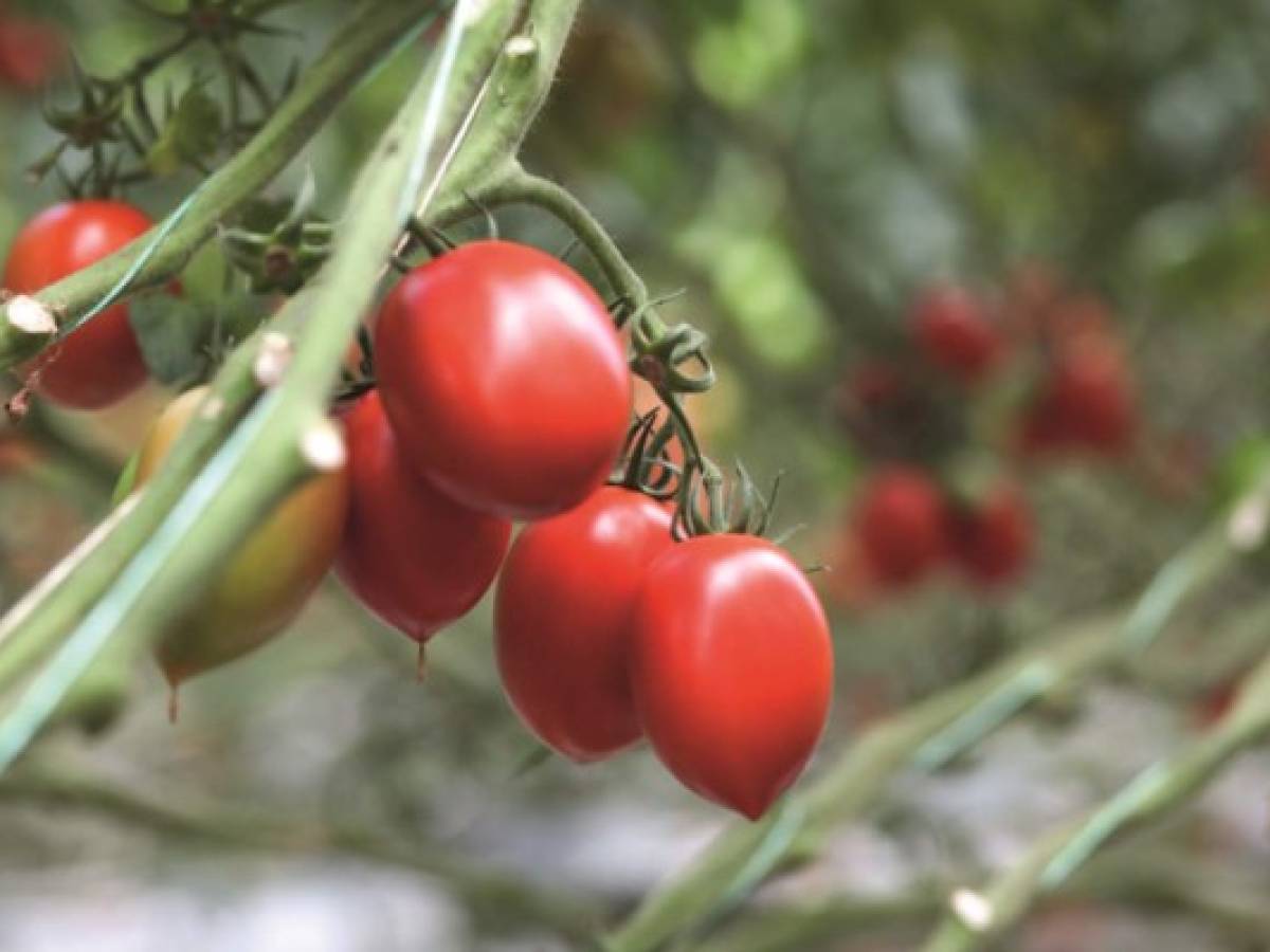 Bayer empeñada en promover alianzas para el avance de la agricultura sustentable