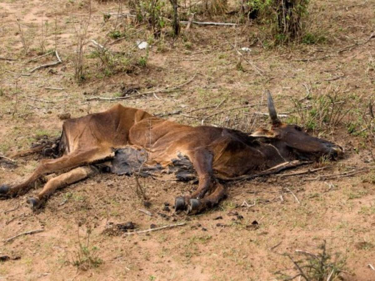 Mueren reses por sequía en Nicaragua