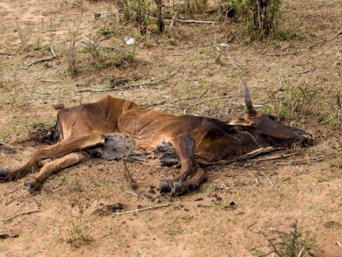 Mueren reses por sequía en Nicaragua