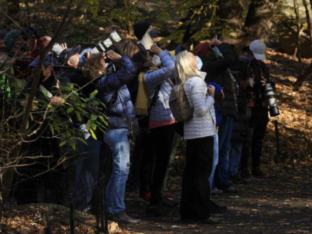 Nuevo hobby anti-covid en Nueva York: Avistar aves en Central Park