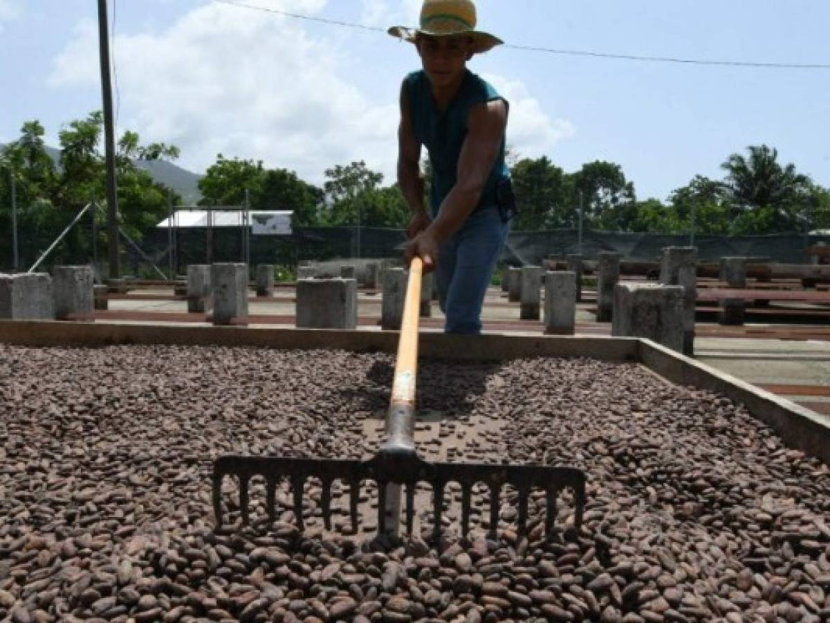 El cacao siembra esperanzas de mejor calidad de vida para hondureños