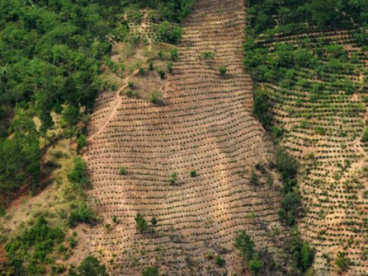 Cambio climático hace estragos en corredor seco de Centroamérica