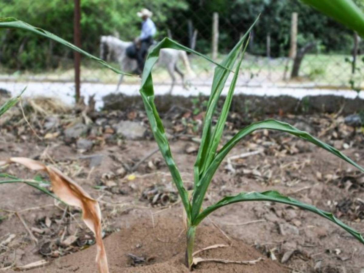 Emergencia en Honduras: 170.300 familias afectadas por la sequía