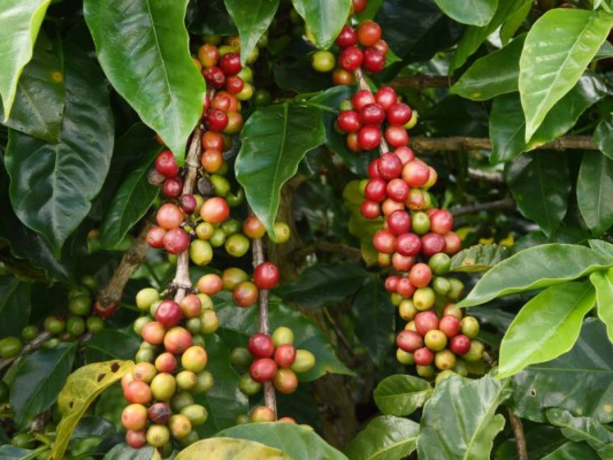 Costa Rica: PROCOMER revela potencial para productos frescos y procesados en Noruega