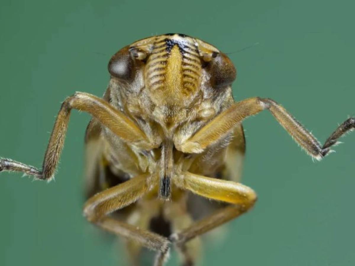 Por increíble que parezca, hay insectos más fuertes que los humanos