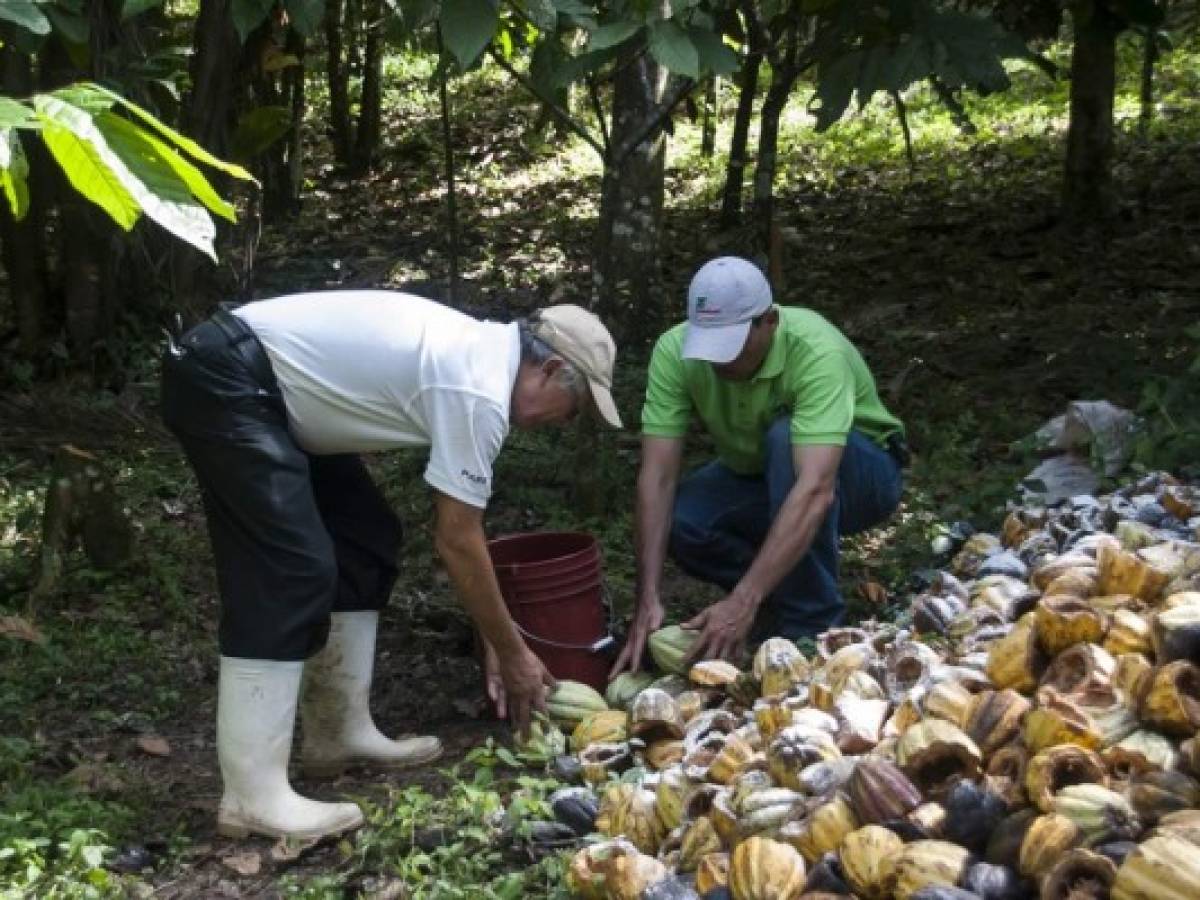 Nicaragua y Honduras apuestan al Cacao, el 'cultivo de oro'