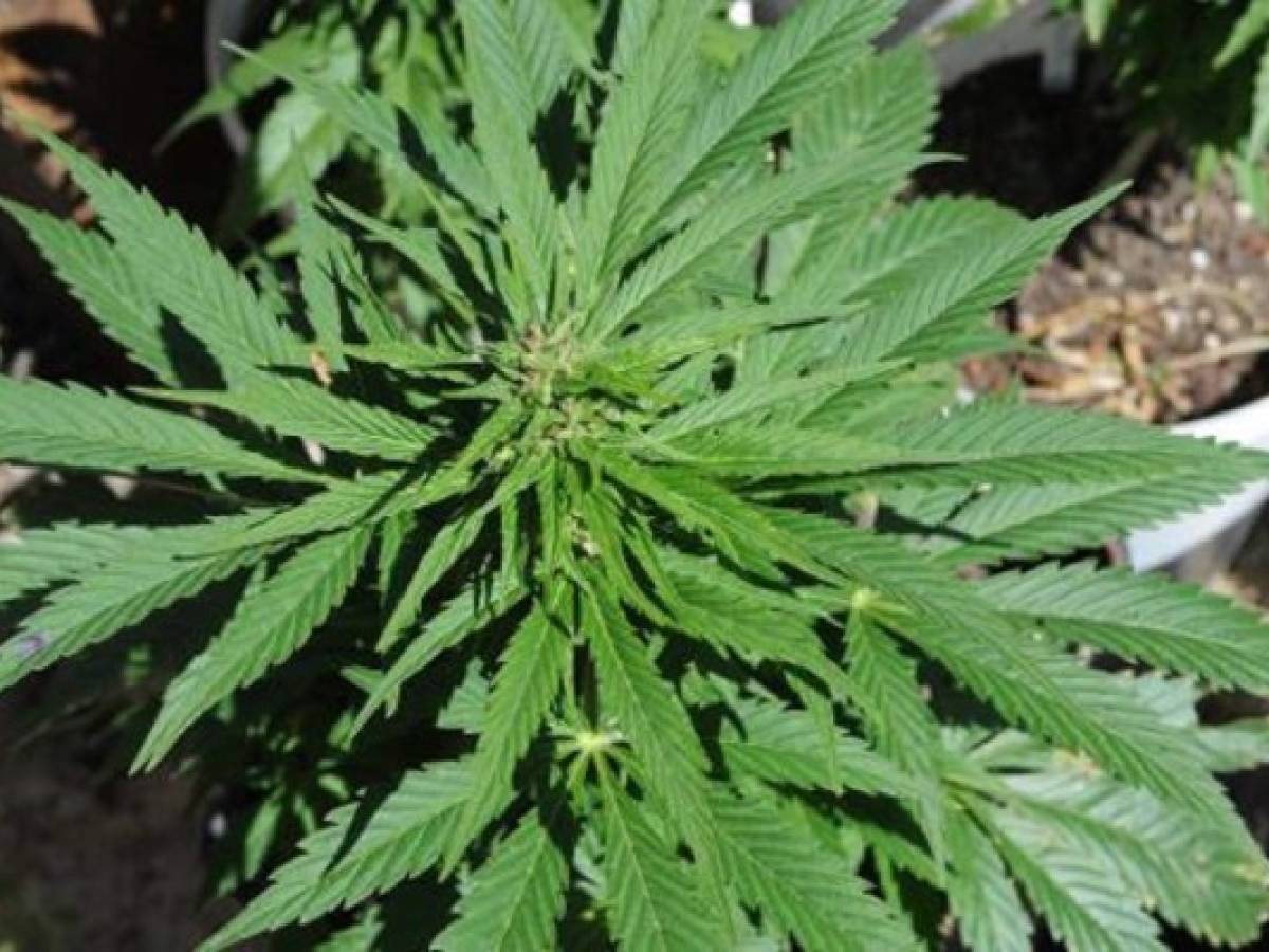 ¿Cuánta marihuana producir?, nuevo dilema en Uruguay