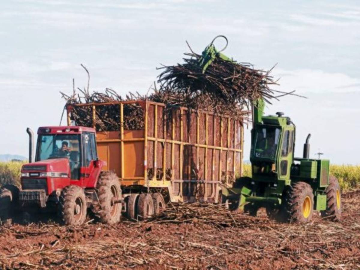 Nicaragua: zafra azucarera genera más de 35.000 empleos