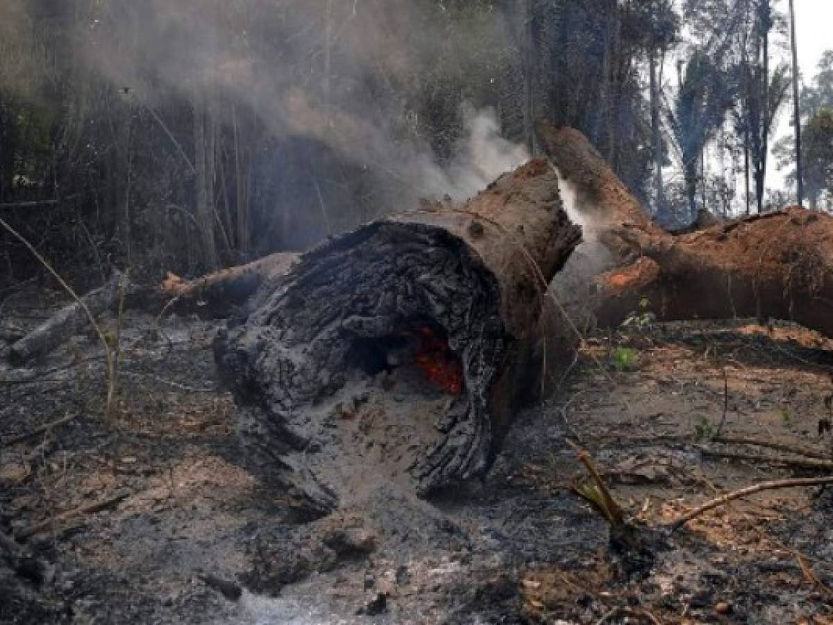 Detrás de los incendios en la Amazonía, el apetito mundial por la carne y la soja de Brasil