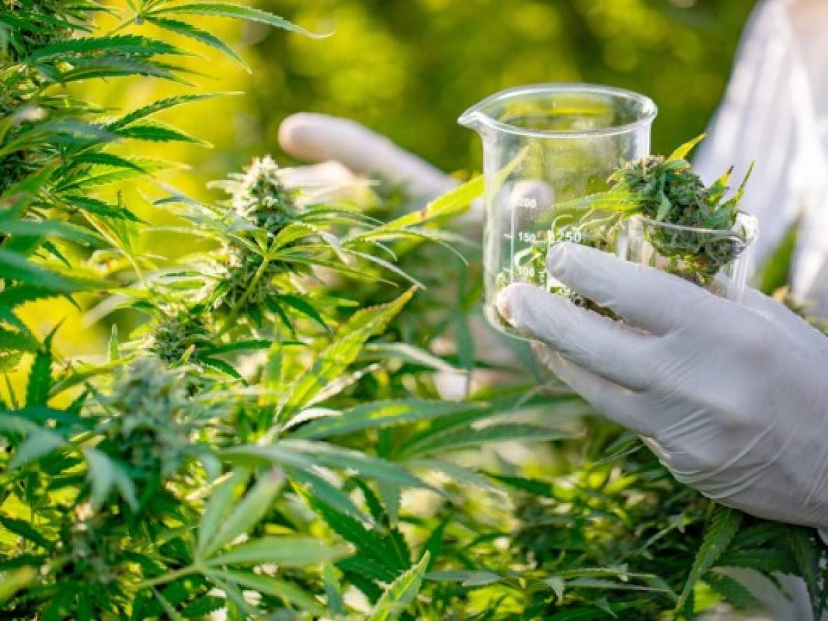 Costa Rica: CADEXCO celebra aprobación de la ‘Ley de producción de cannabis y cáñamo para fines medicinales’
