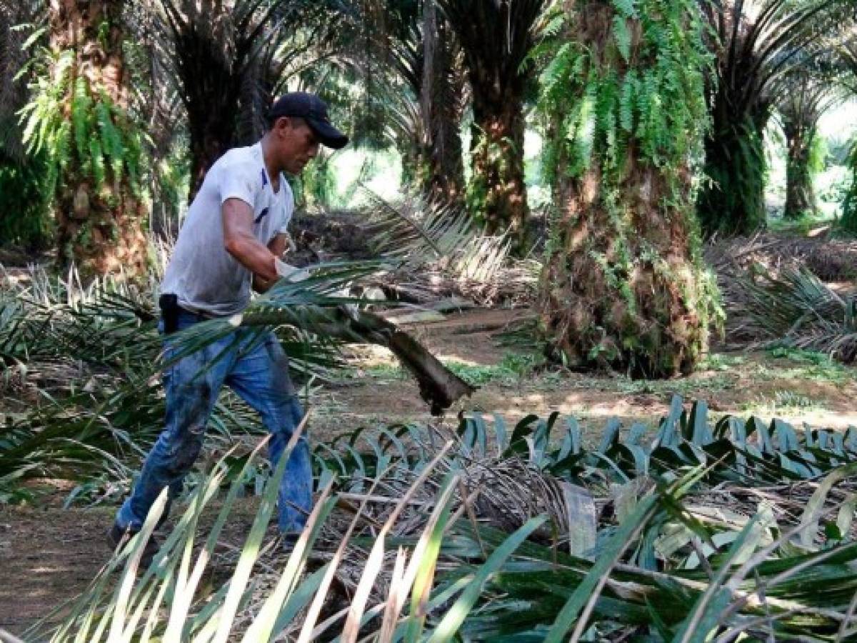  Guatemala: exportaciones de aceite de palma superaron los US$650 millones en 2021