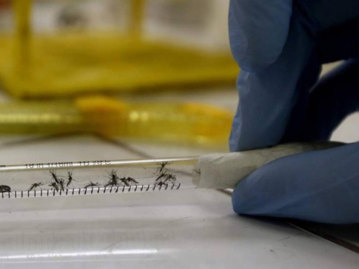 Estudio: Mosquito NO puede transmitir el coronavirus