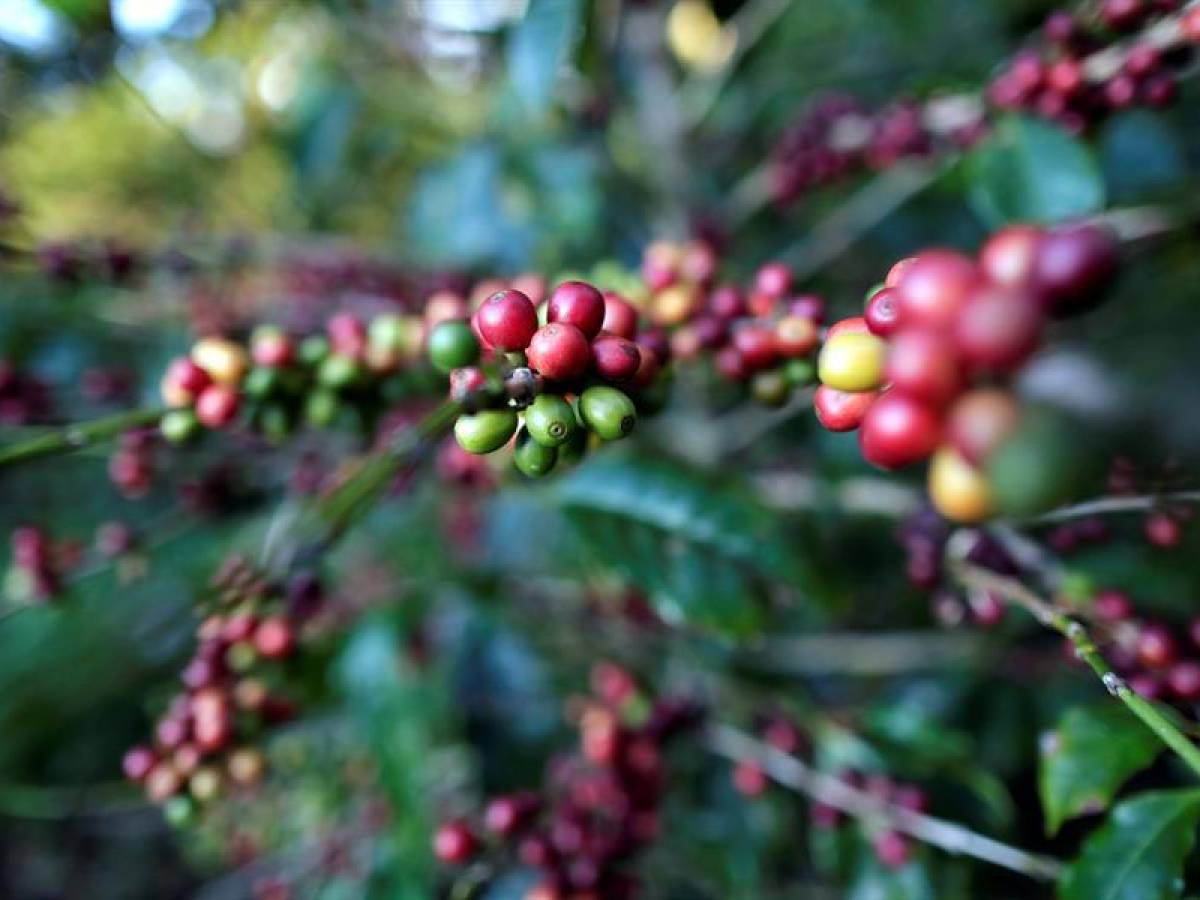 Honduras exportó más café en el último año, pero recibió menos ingresos