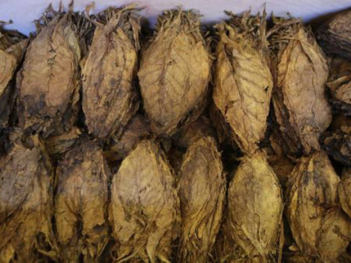 Nicaragua acoge el III Festival Internacional del Tabaco