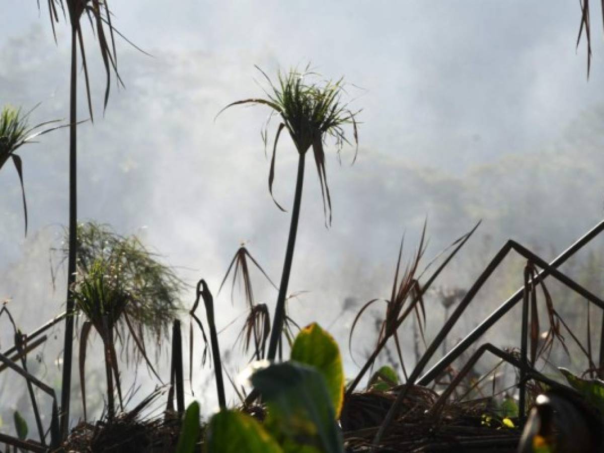 Gobierno hondureño pide asistencia externa ante emergencia por sequía