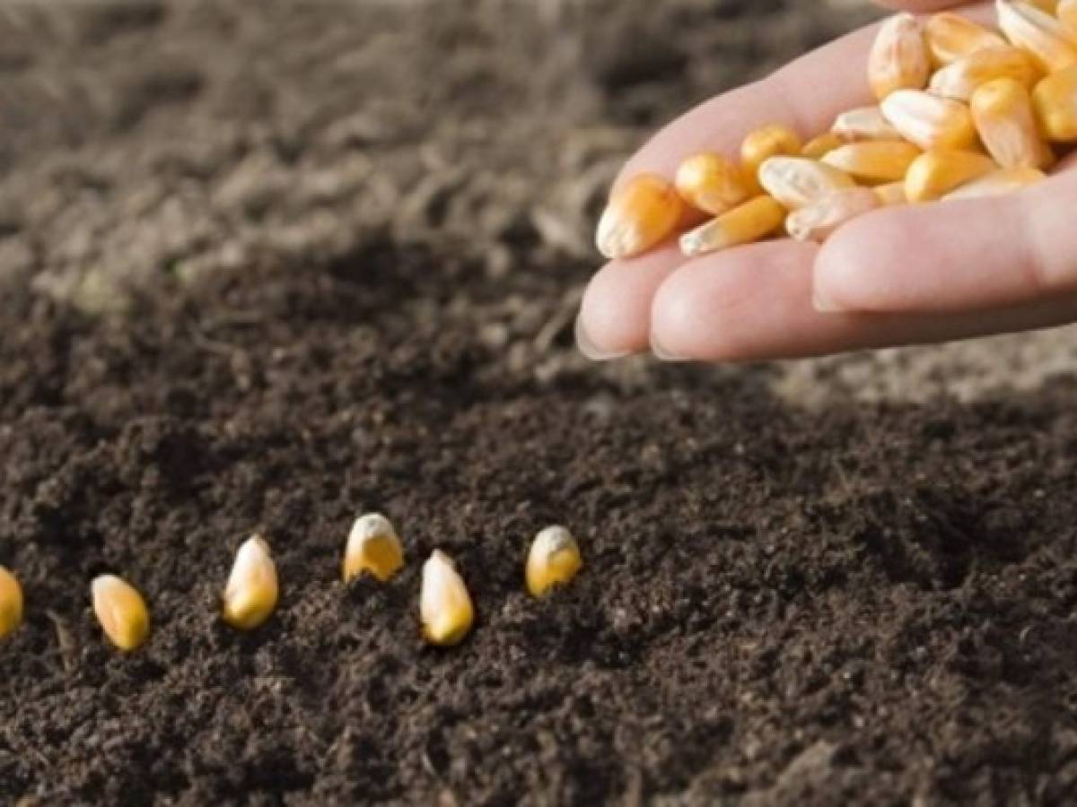 FAO y PAM preocupados por sequía en Centroamérica