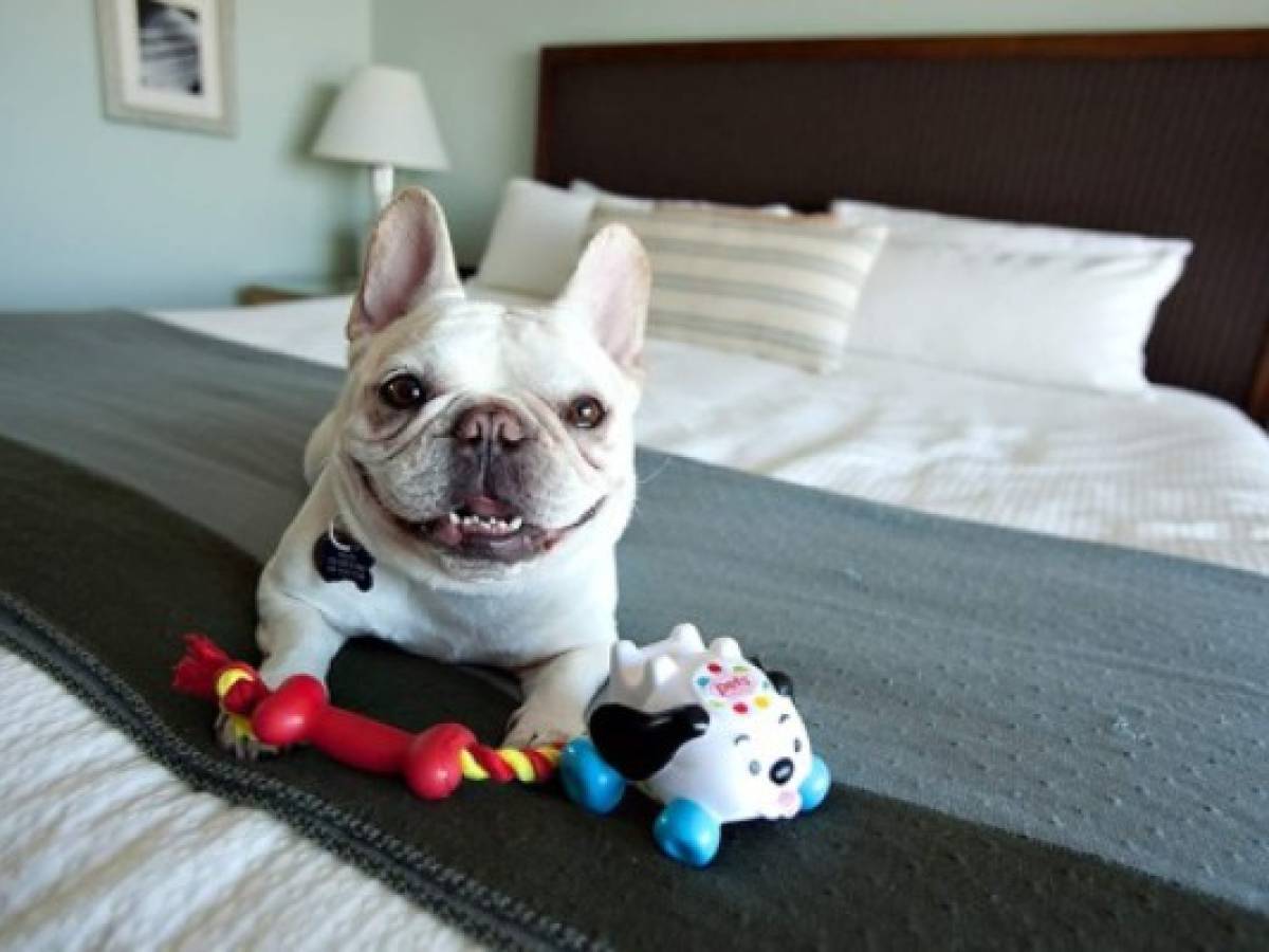 Hoteles ‘pet friendly’, tendencia mundial que crece