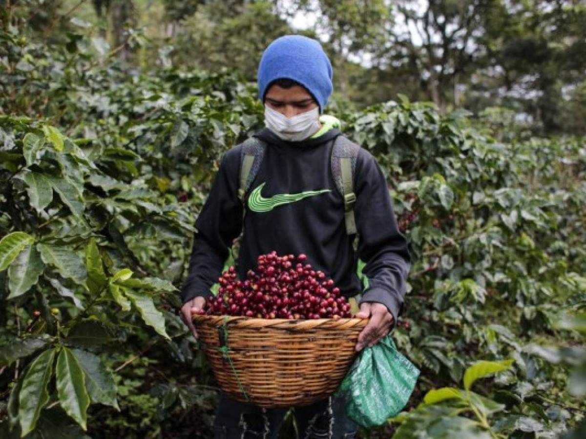 Nicaragua: Corta de café avanza en medio de la pandemia