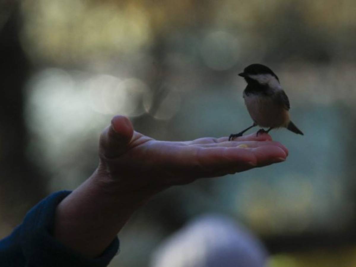 Nuevo hobby anti-covid en Nueva York: Avistar aves en Central Park