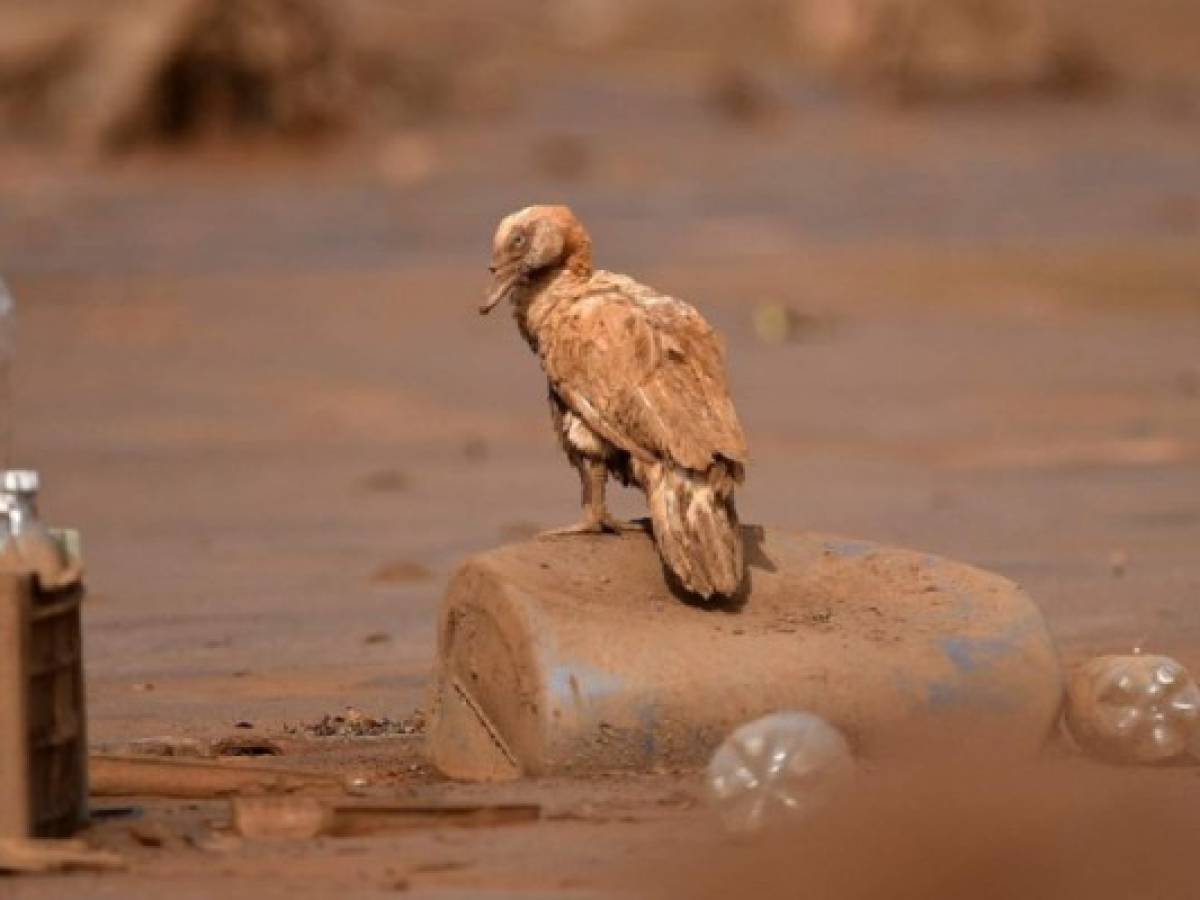 Brasil: deslave minero, su peor catástrofe ambiental