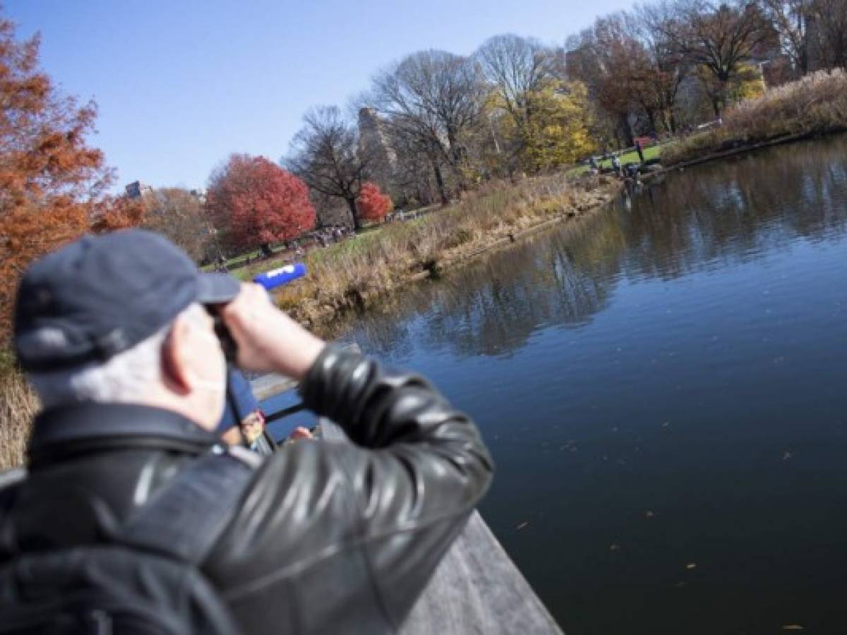 Nuevo hobby anti-covid en Nueva York: Avistar aves en Central Park