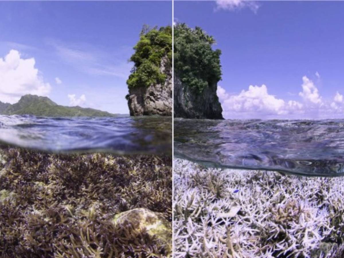 Destrucción de la naturaleza amenaza la humanidad 'al menos tanto' como el cambio climático