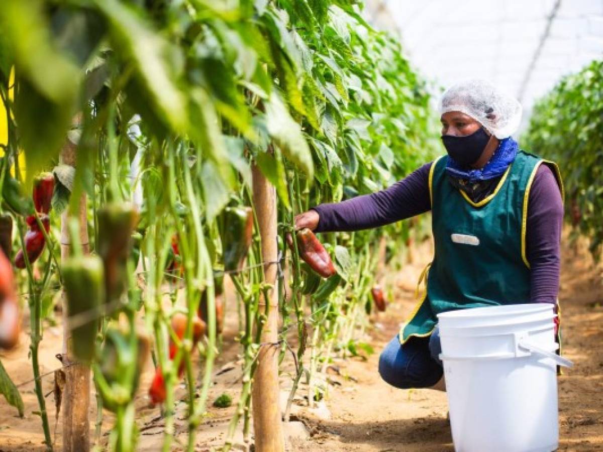 Walmart hace realidad los sueños de pequeños agricultores