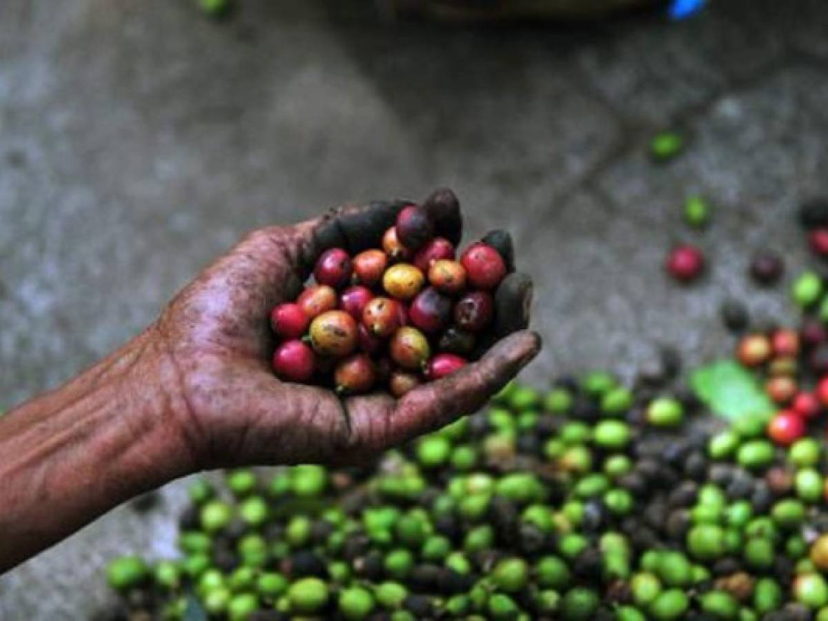 Caen 6,82% exportaciones de café