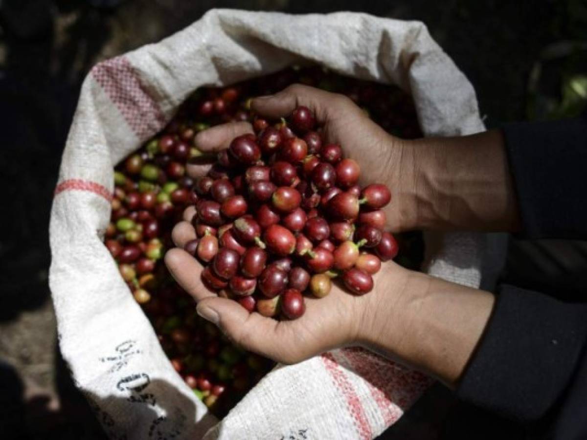 Consejo Internacional del Café pide acciones contra crisis de precios del sector