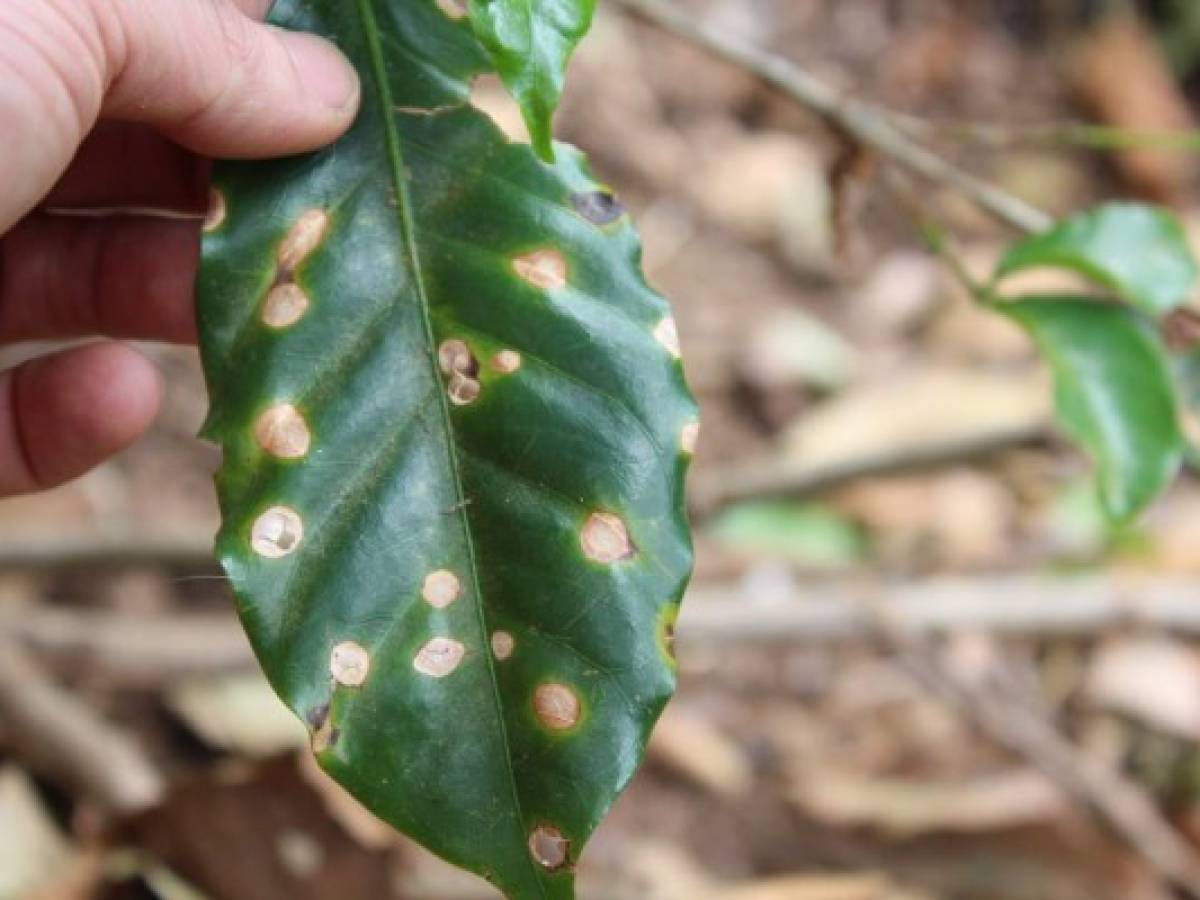 Nicaragua: roya prolifera en cafetales por cambio climático