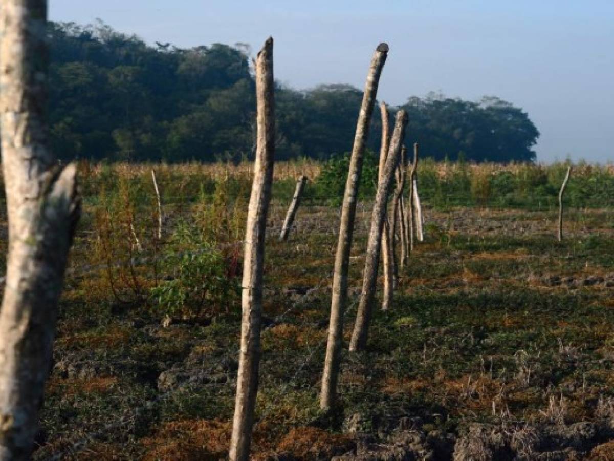 Agricultores de Centroamérica afectados por cambio climático recibirán ayuda de EE.UU.