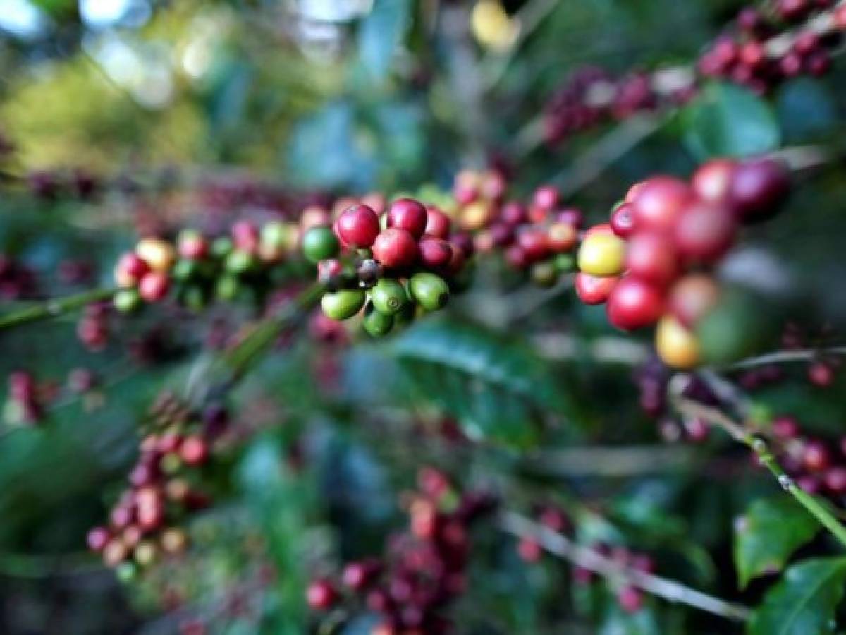 Guatemala dejará organización de productores de café por bajo precio