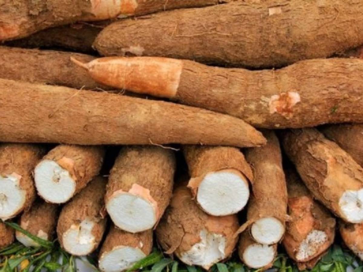 Costa Rica acelera 'Exportaciones Seguras' tras embarque de coca a Europa