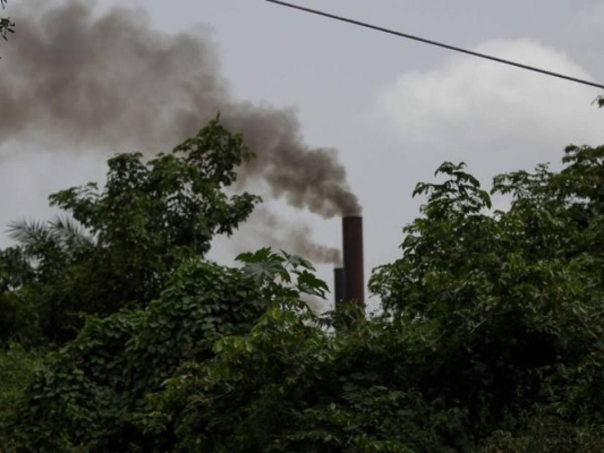 Guatemala: cierran empresa de palma africana por contaminación