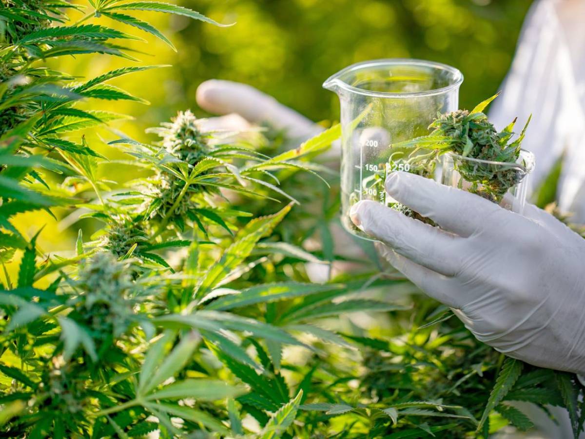 Costa Rica: desarrollan normas técnicas para cáñamo industrial y cannabis medicinal