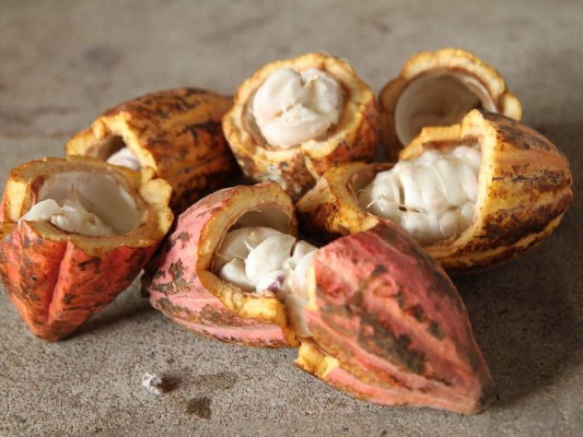Impulsan desarrollo de cacao de calidad en Costa Rica