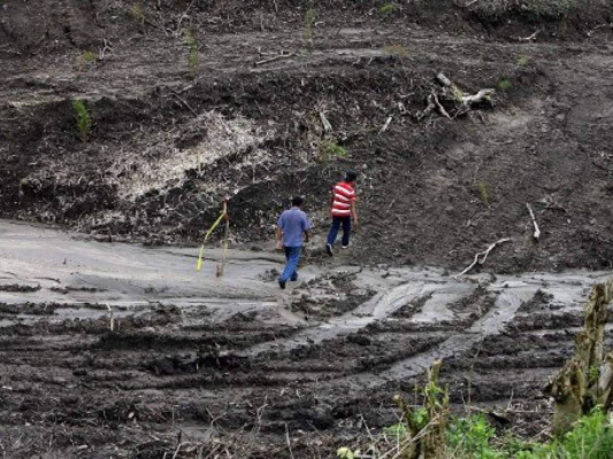 Los líderes en la COP26 se comprometen a detener la deforestación para 2030