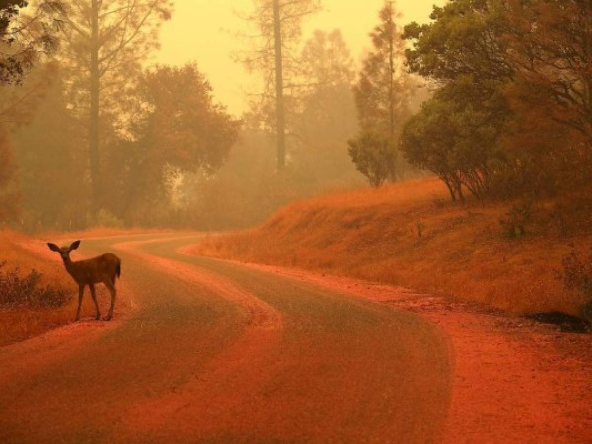 Los incendios se extienden en California y provocan miles de evacuaciones