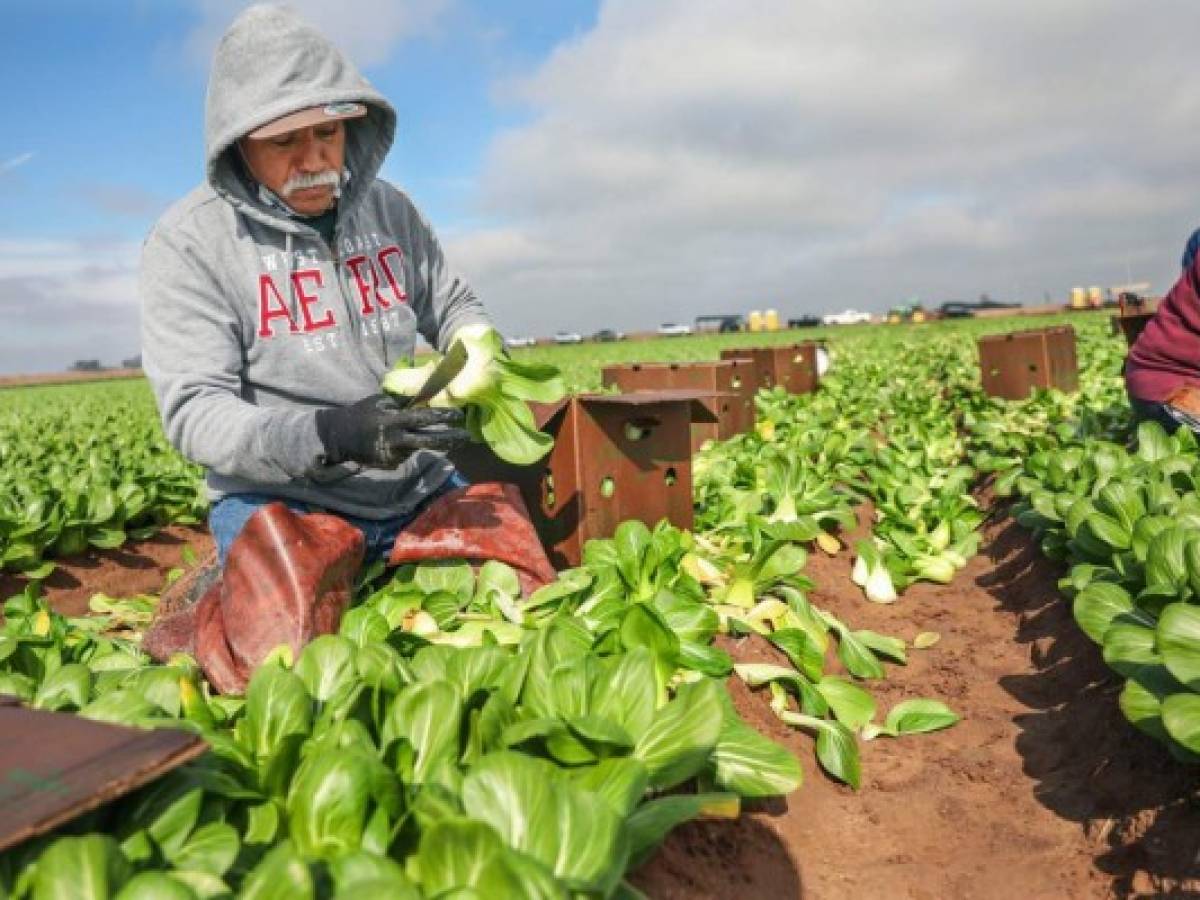 El cambio climático está matando a trabajadores agrícolas en EEUU