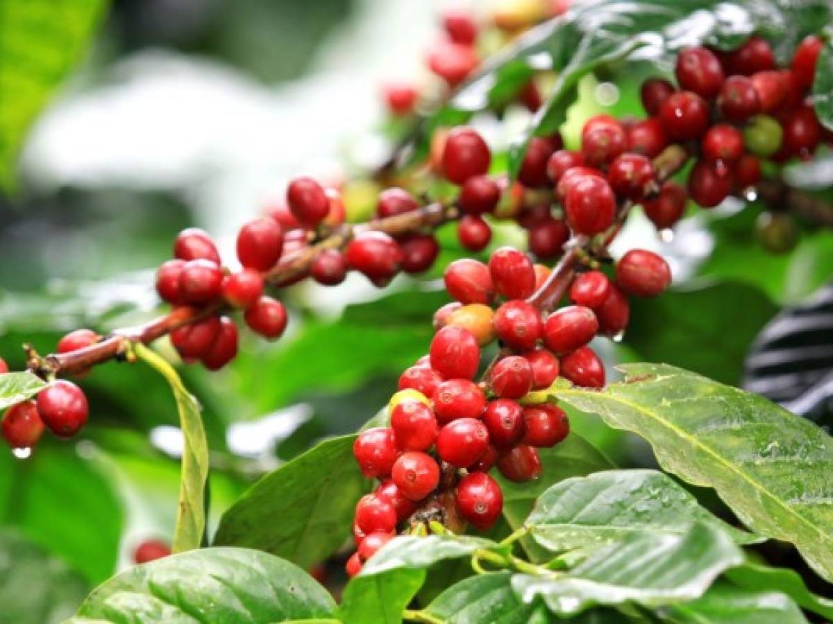 Centroamericanos podrían trabajar en Honduras cortando café