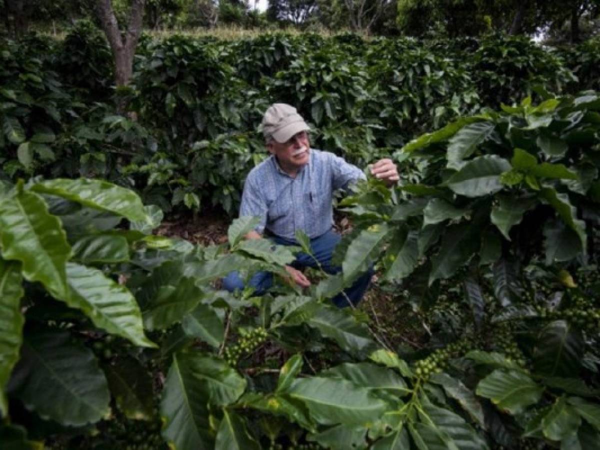 Cafetaleros de Centroamérica aprenden a convivir con el cambio climático