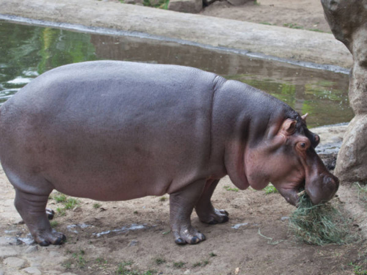 Abren zoológico en El Salvador para proteger especies