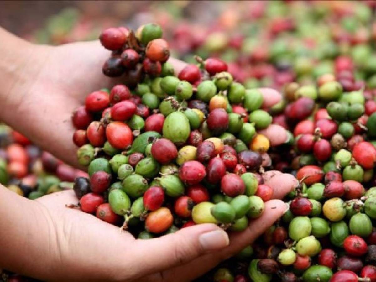 Guatemala: baja exportación de café