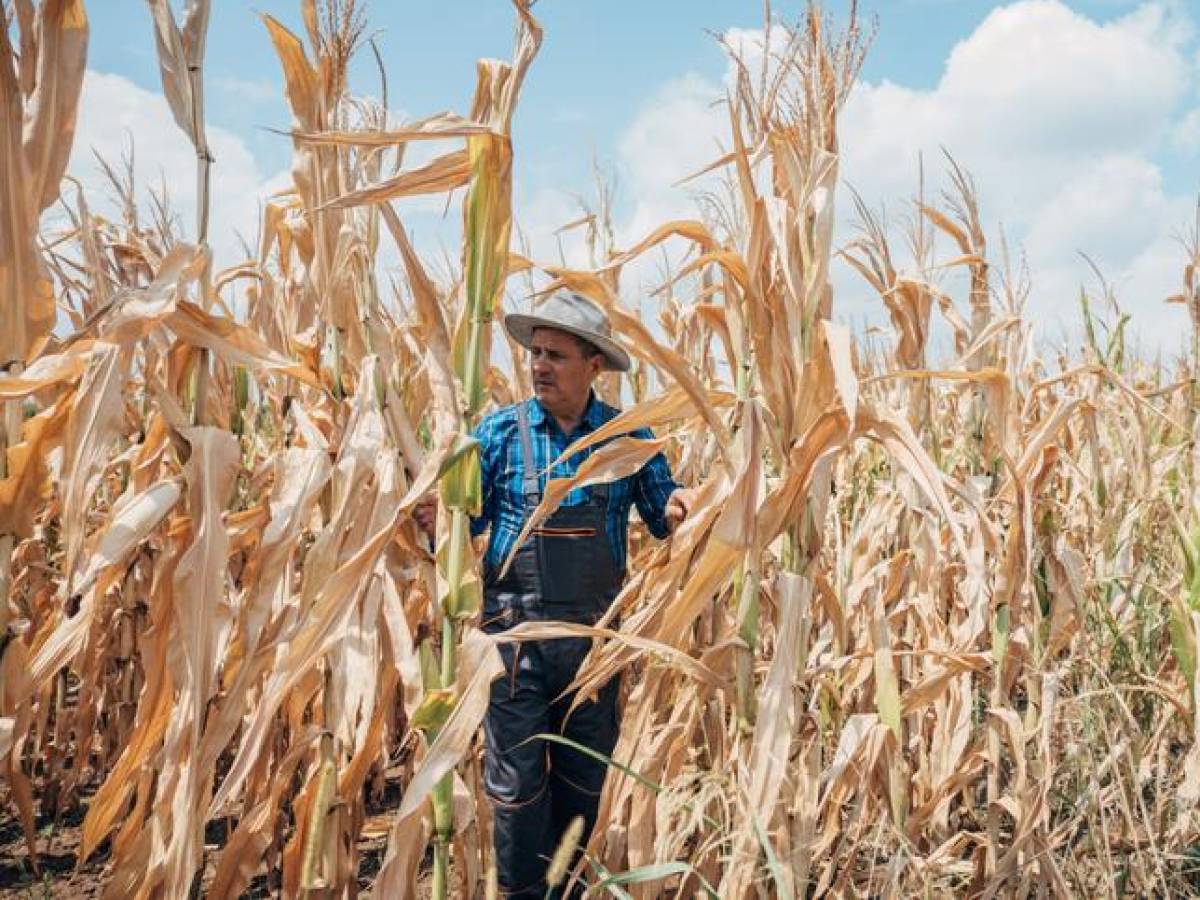 Proyectan que temporada seca en Honduras será más severa este año