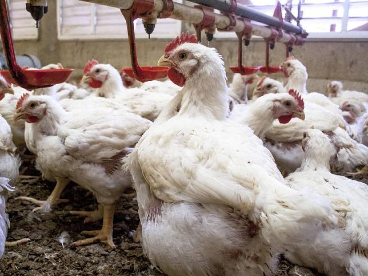 Cierran importaciones de productos avícolas desde Costa Rica a Nicaragua