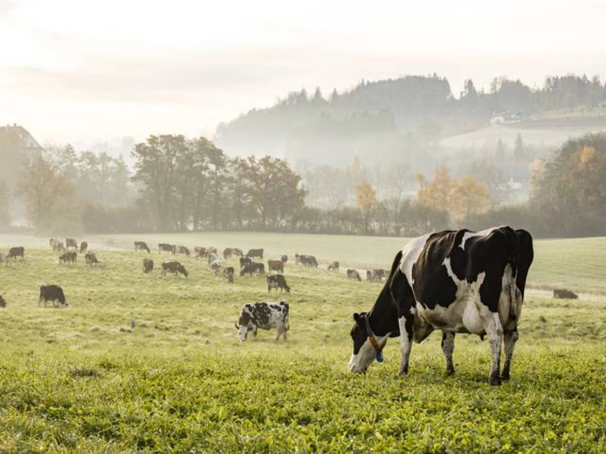 Bill Gates: Dejar de comer carne no solucionará el cambio climático