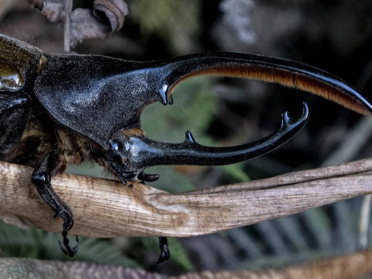 El cambio climático disipa el bosque nuboso de Monteverde en Costa Rica